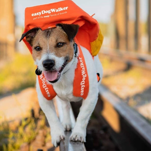 Dog wearing EasyDogwalker orange branded clothing.